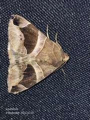 Bastilla joviana