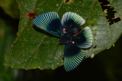 Lyropteryx apollonia