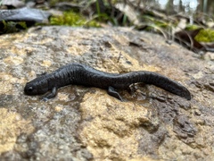 Ambystoma barbouri