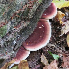 Ischnoderma benzoinum