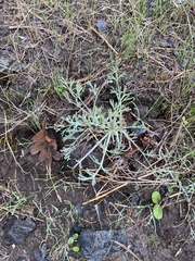 Eschscholzia californica