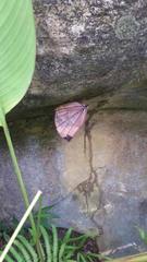 Amathuxidia amythaon dilucida