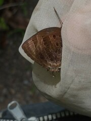 Arhopala