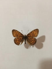Boloria eunomia
