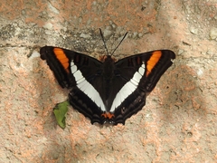 Adelpha serpa