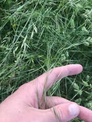 Austrostipa bigeniculata