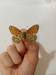 Boloria eunomia