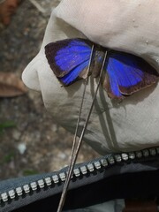 Arhopala