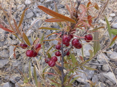 Prunus incana