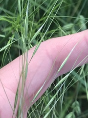 Austrostipa bigeniculata