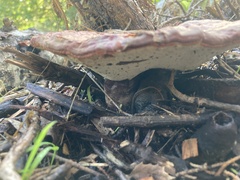 Ganoderma oregonense