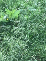 Austrostipa bigeniculata