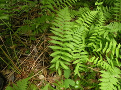 Coryphopteris simulata