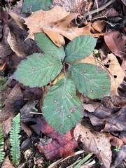 Phragmidium violaceum
