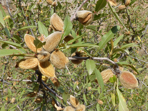 Fenzls Almond (Prunus fenzliana)