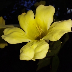 Adenocalymma calcareum