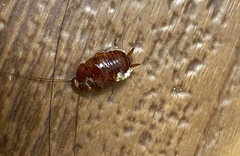 Eurycotis floridana