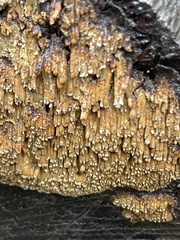 Henningsomyces candidus