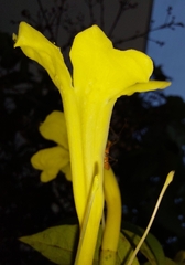 Adenocalymma calcareum