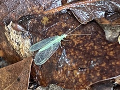 Chrysoperla comanche