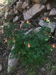 Aquilegia elegantula