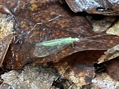 Chrysoperla comanche