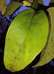 Adenocalymma calcareum