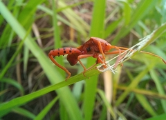 Crinocerus sanctus