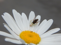 Misumenops