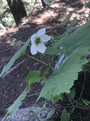 Rubus parviflorus