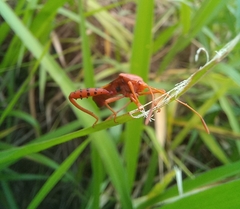 Crinocerus sanctus