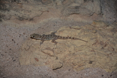Cyrtopodion scabrum