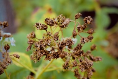 Verbesina virginica