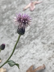 Cirsium arvense