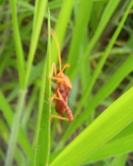 Crinocerus sanctus