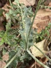 Cirsium arvense