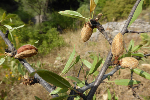 Image of Prunus fenzliana by (c) Kristof Zyskowski, some rights reserved (CC BY)