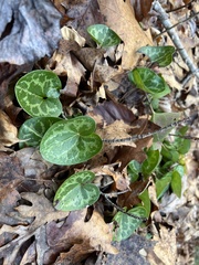 Hexastylis virginica