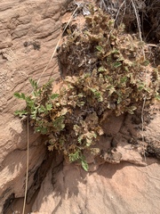 Oreoxis trotteri
