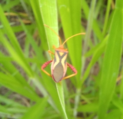 Crinocerus sanctus