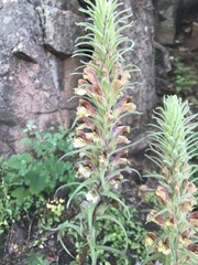 Pedicularis procera