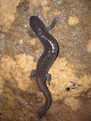 Ambystoma barbouri