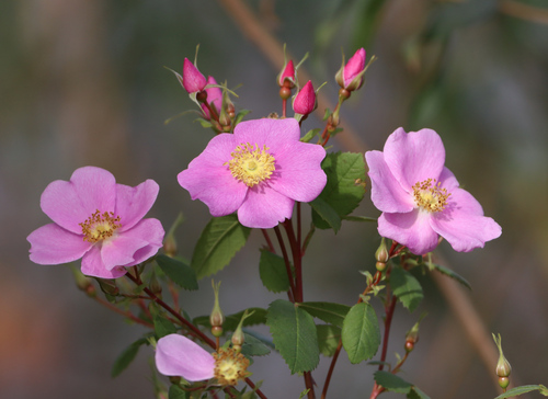 iNaturalist observation photo of California Wild Rose