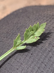 Oreoxis trotteri