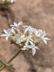 Ipomopsis roseata