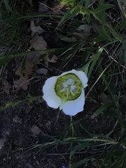Calochortus gunnisonii
