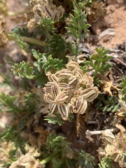 Oreoxis trotteri