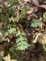 Oreoxis trotteri
