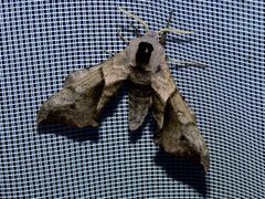 Smerinthus ocellata