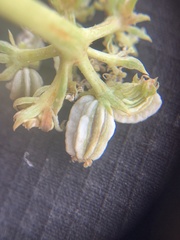 Oreoxis trotteri